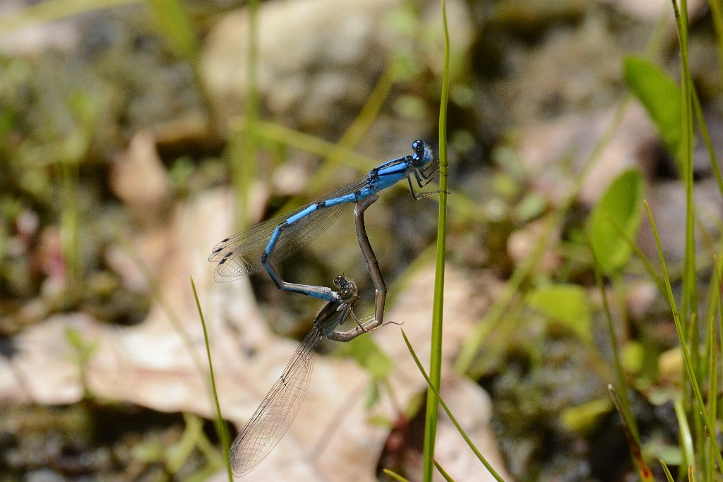 050 2013-08025325 Quabbin Reservoir Park, MA.JPG - Familiar Bluet Damselfly (Enallama civile). Quabbin Reservoir Park, MA, 8-2-2013